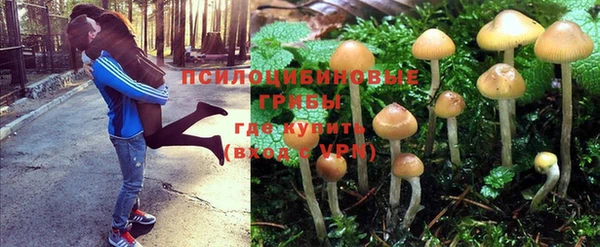 ПСИЛОЦИБИНОВЫЕ ГРИБЫ Абинск